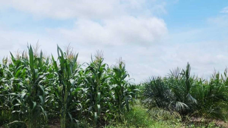 Exploring Oil Palm Replanting with Intercropping Techniques