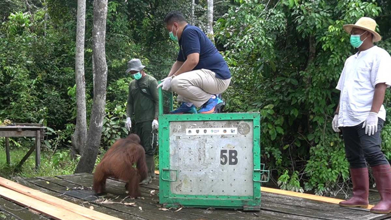 Salat Island: A Sanctuary for Orangutans in Central Kalimantan