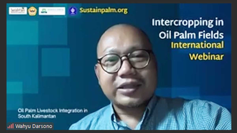 Integration of Palm Oil and Cattle Farming in South Kalimantan Boosts Efficiency and Farmer Income