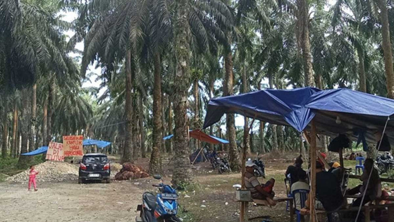 FMBP's Arrogance, Allegedly Orders Residents to Loot FFB from PT Agricinal