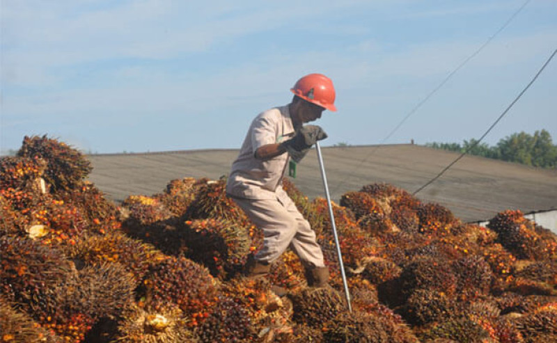 FFB Prices in Jambi for December 27, 2024 – January 2, 2025 Decrease by IDR 172.68/kg