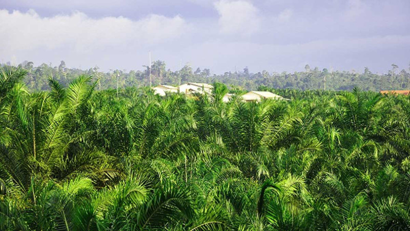 ‘Whitewashing’ Seized Palm Plantations: Farmers Say State Sides with SOEs Over the People
