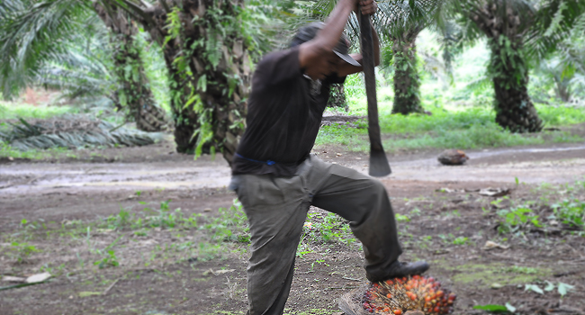 APSSA  Preliminary Survey for ISPO certification Project  for Farmers