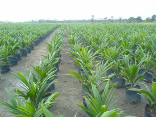 Cameroon Boosts the Productivity Through Superior Seeds