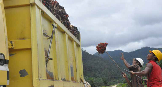 Civil Coalition Criticized the Regulation of Plantation