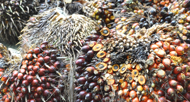Fertilizer Scarcity, Palm Oil Fruit Decreases 