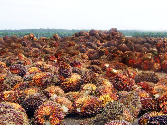 Fruit and CPO price in South Sulawesi Start to Increase