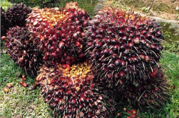 Here Are The FFB Price in Riau Period 18-24 February