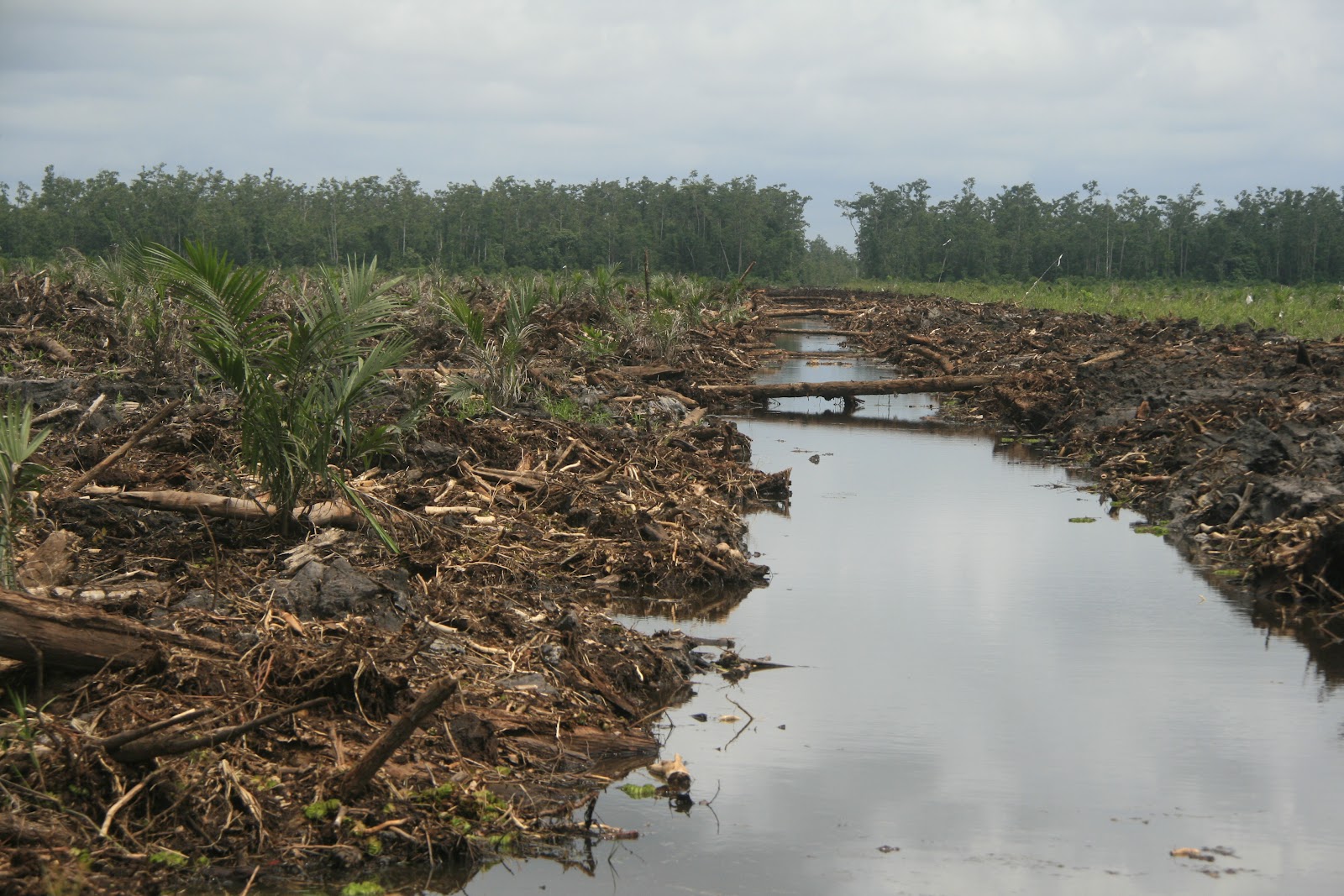 LAM : Regulation of Wetland is for the Foreigners