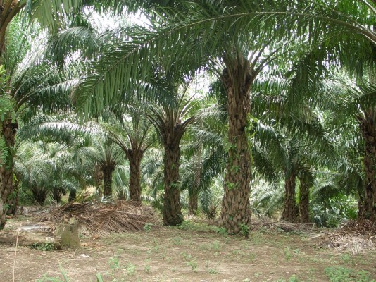 Nigeria Seriuosly Develops Palm Oil Industry