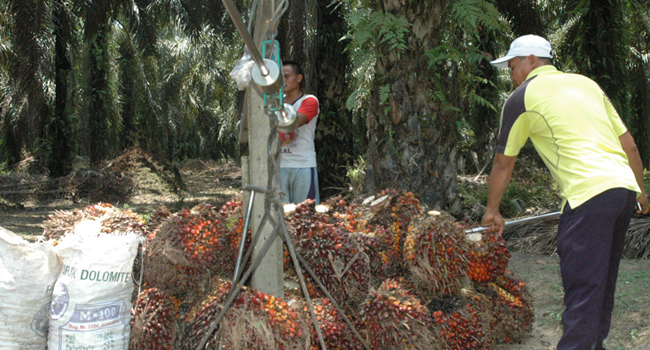 PIS-Agro Guides Hundreds of Palm Oil Farmers