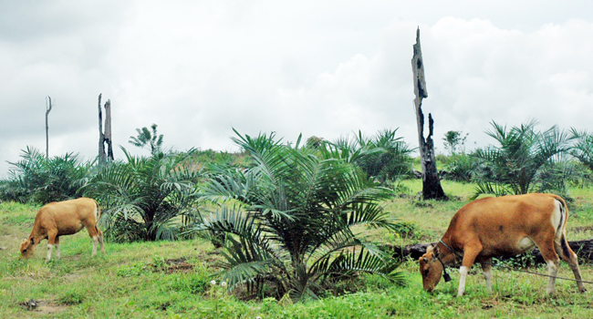 Plantation Agency of East Kalimantan Prepares 250 Cows