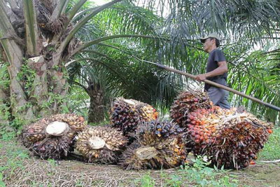 The People of East Butaw Insist Compensation from GVL