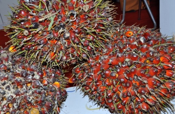 This Week, Fruit Price in Jambi Increases