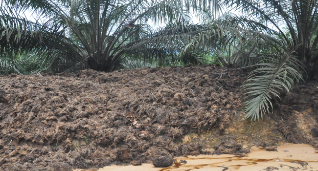 Thailand Buys 6000 tons of Palm oil Shell