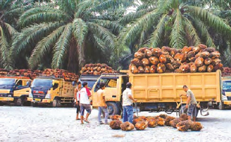 FFB in Jambi on 10 - 16 February 2023 Gets Better Rp 26,6/Kg, Check it out..