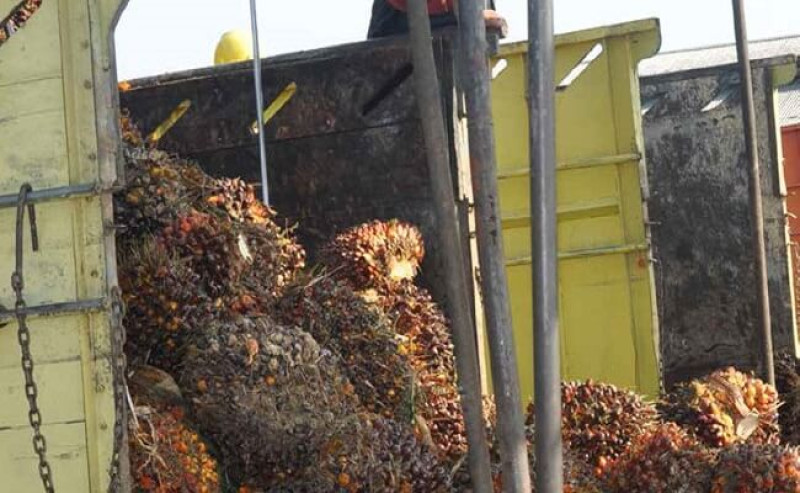 FFB in North Sumatera on 22 - 28 February 2023 Gets Better Rp 91,62/kg, Check it out