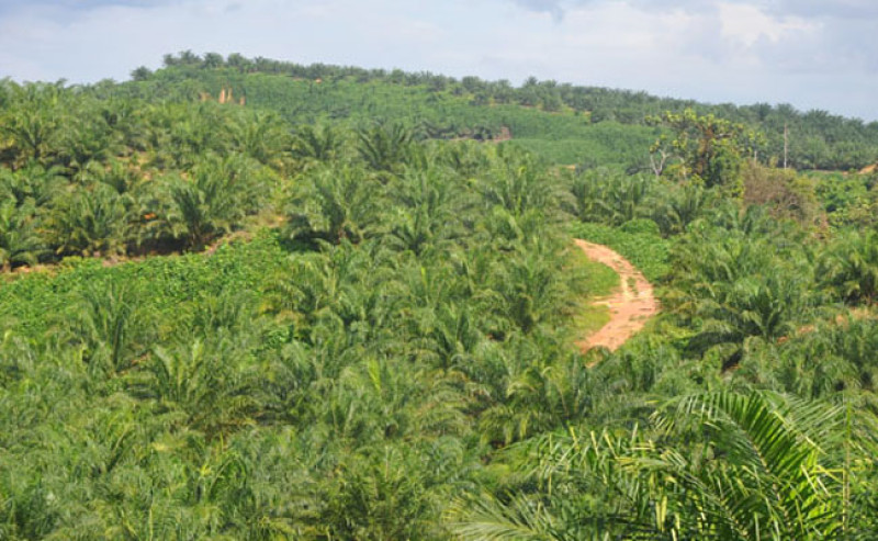 PTPN III: Implements 5 Strategies in Palm Oil Cultivation