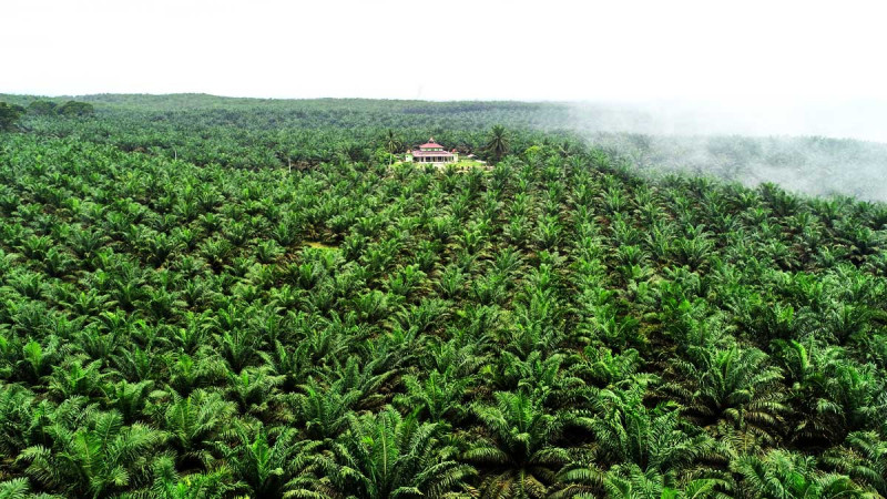 Malaysia Raided Illegal Community in Palm Oil Plantations