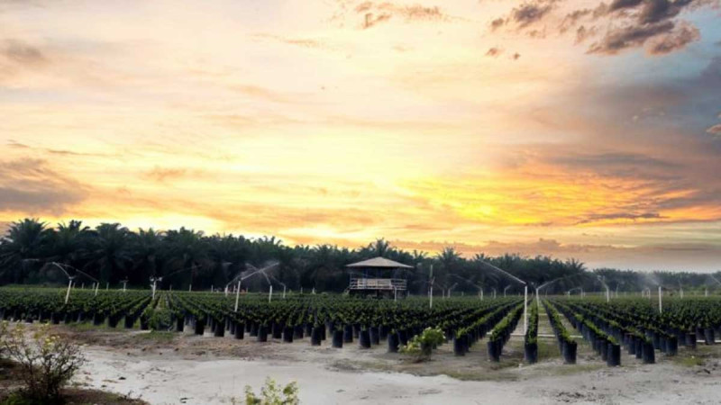 PTPN IV PalmCo Region 3: Commit to Continue Superior Seeds Procurement Program