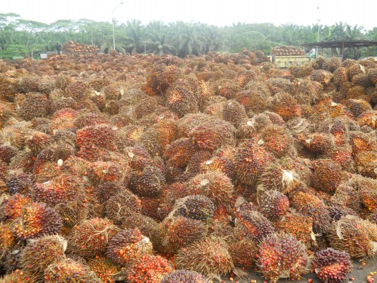 14-20 January, TBS Price in Riau Reaches Rp 1.746,80/Kg