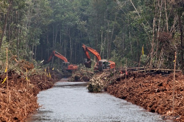 Forestry Agency Support the Revision of Wetland Regulation