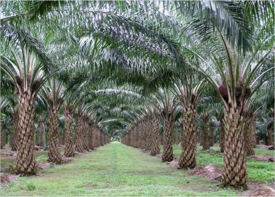 Government of Inhil Stops Palm Oil Companies to Get Licence 