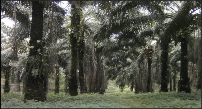 Palm Oil Plantations in West Sulawesi Do not Harm Cocoa. 