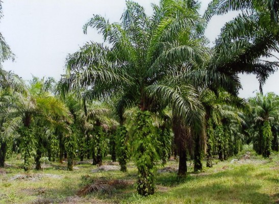 Palm Oil Supports The Progress of TPF of Ujung Batu 