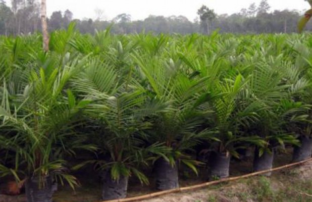 PBP had Certified 2.276.291 Palm oil Seeds.