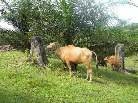 Reduce the Cow Imports, BKPM Runs Palm Oil – Cow Integrated Programme