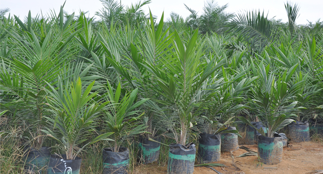 SEMIOTIC EMBRYOGENESIS INCREASES PALM OIL SEED EFFECTIVITY