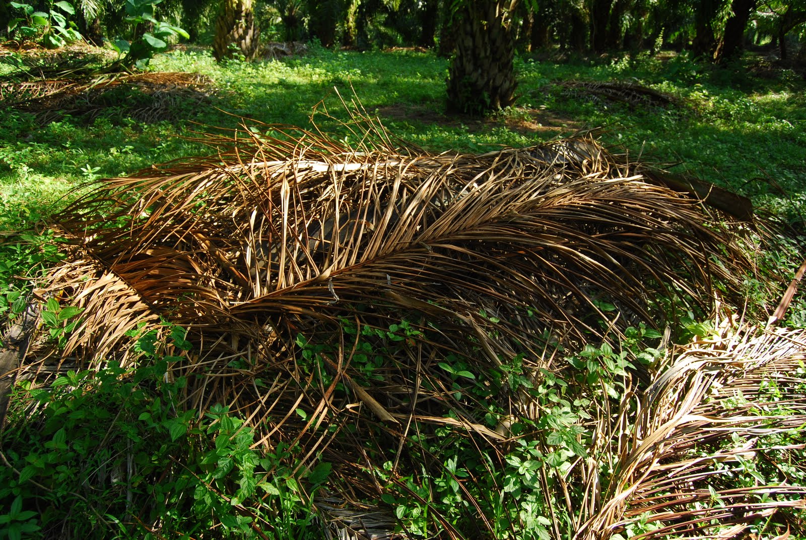 Team of SBRC – AIB Gets Biopellet from Palm Oil Midrib