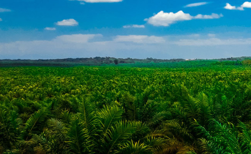 Shape Palm Oil Planter Generations in Sustainable Insight