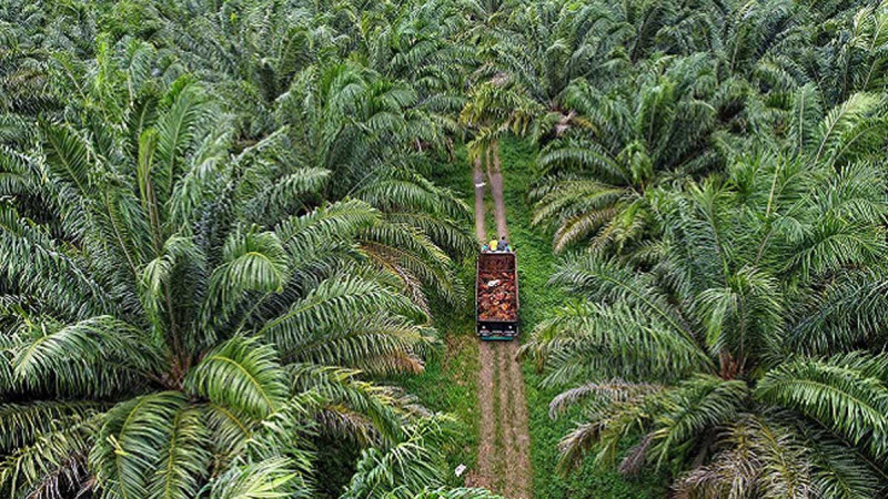 Five Factors to Drive the 2024 Palm Oil Performance in Indonesia