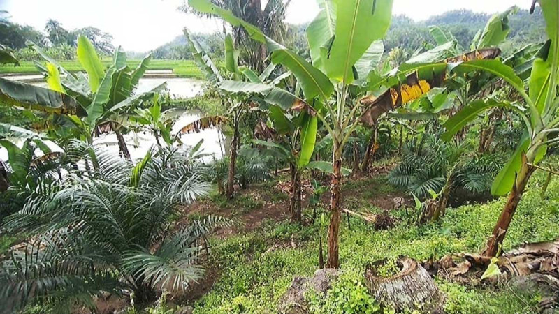 Smallholder Palm Oil Farms in West Java Still Producing, Subang Becomes the Top Production Hub