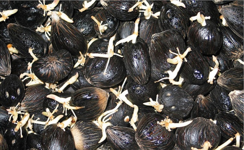 South Sumatra Quarantine Office Facilitates Export of 95,400 Oil Palm Seeds to Peru, Certified Free from Quarantine Pests