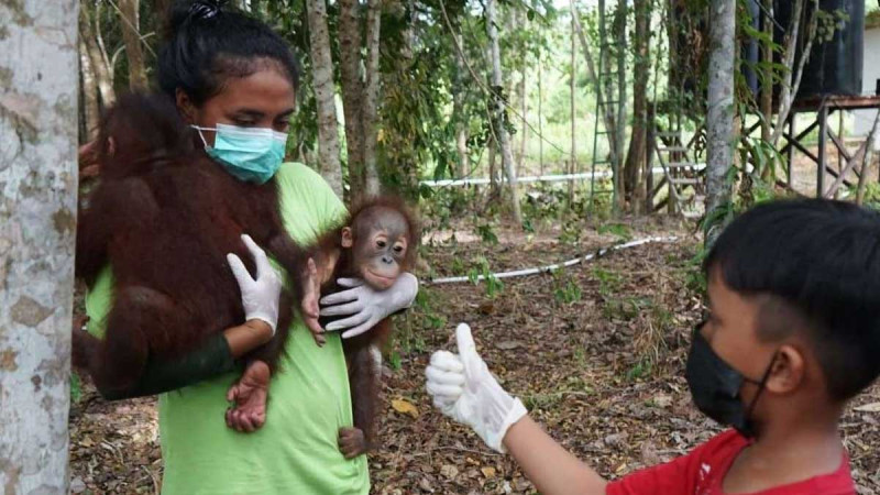 Baby Orangutan Found Alone in Berau Oil Palm Estate Undergoes Rehabilitation