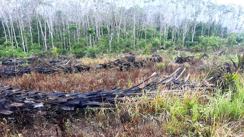 Smallholders Urged the Legal Officers to Investigate SRP in Sout Bangka