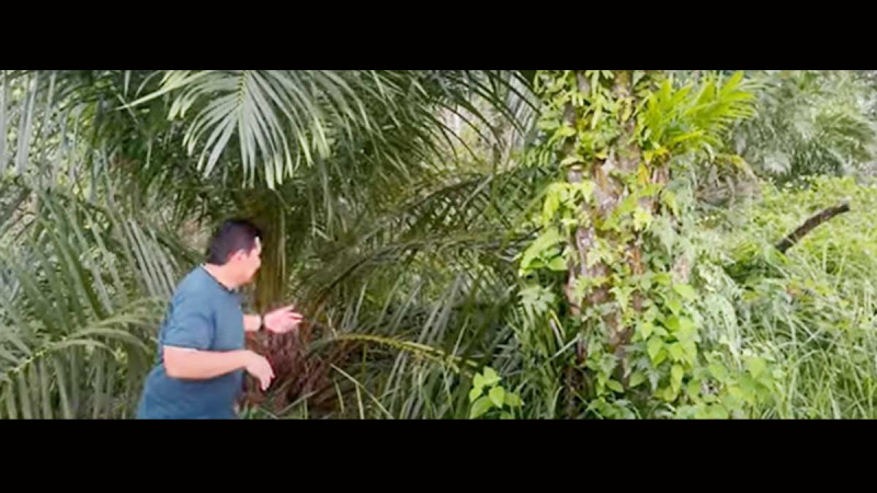 Don’t Insert between Productive Trees, The Reasons are