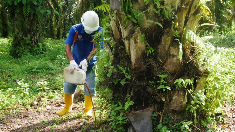 Smallholder Palm Farmers Embrace Regenerative Agriculture for Soil Fertility and Climate Mitigation