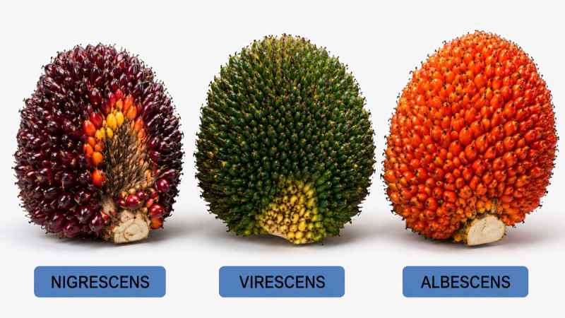 Fruit Colour in Oil Palm Is Determined by Genetics, Not Fertilizer, IPS Expert Says