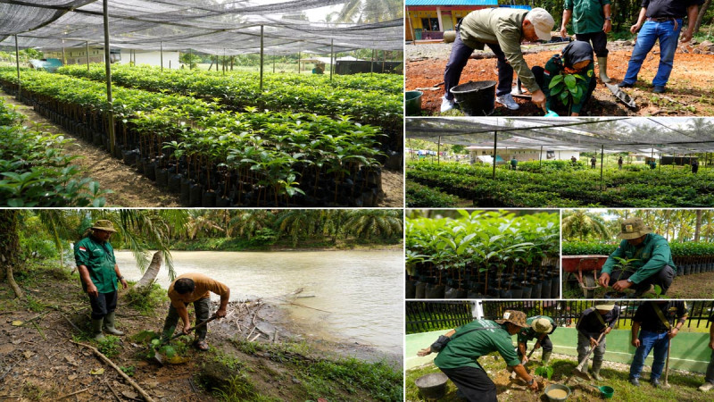 Independent Oil Palm Farmers Plant 5,000 Trees to Restore Ecosystem in Aceh Tamiang