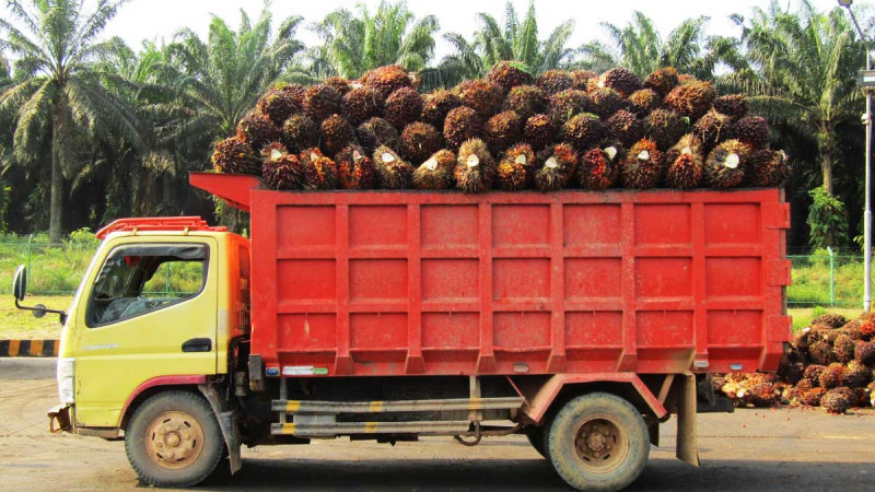 DSNG Reports Higher First-Half 2026 Earnings, Palm Oil Business Remains Main Growth Driver