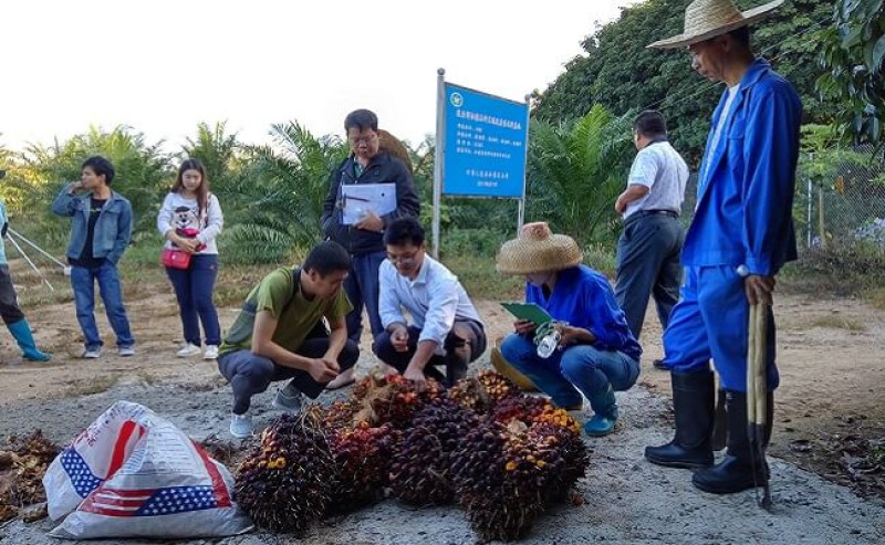 China Developed Palm Oil Since 1926 But the Production Did not Escalate
