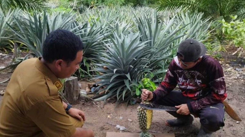 Pineapple Cultivation as Intercrops in Village of Village of Bikang: Would Escalate Palm Oil Plantation Productivity