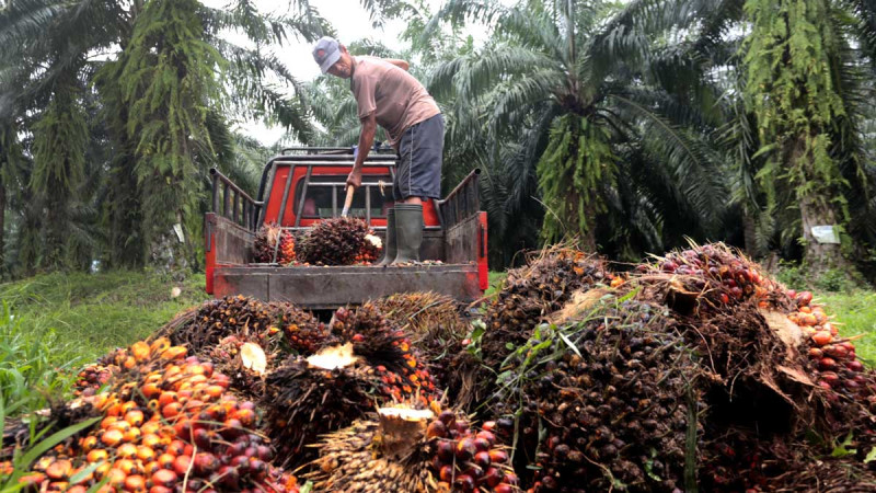 Palm Oil Prices in Jambi Show Stagnation for June 6-12, 2025