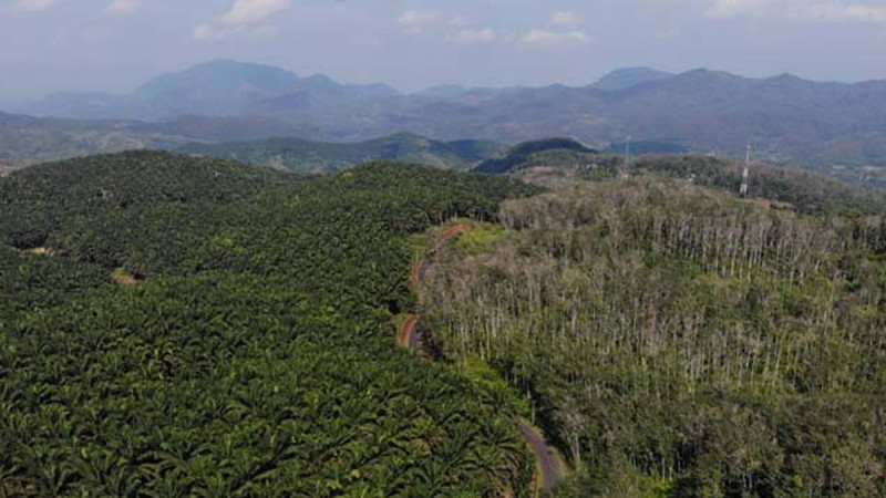 Reorganizing Palm Oil Plantations within Forest Areas
