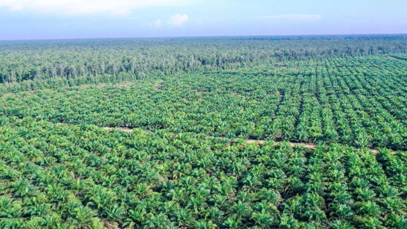 Sustainable Independent Palm Oil Farmers Now Have Access to Carbon Funds and Environmental Services