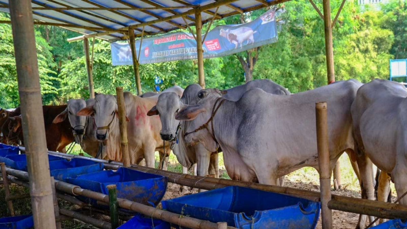 Wilmar Donates 341 Sacrificial Animals to Communities for Eid al-Adha